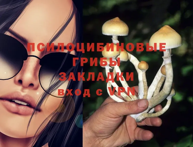 Псилоцибиновые грибы Psilocybine cubensis  Ардатов 